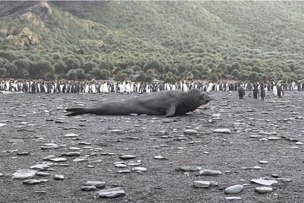 Seal and penguins